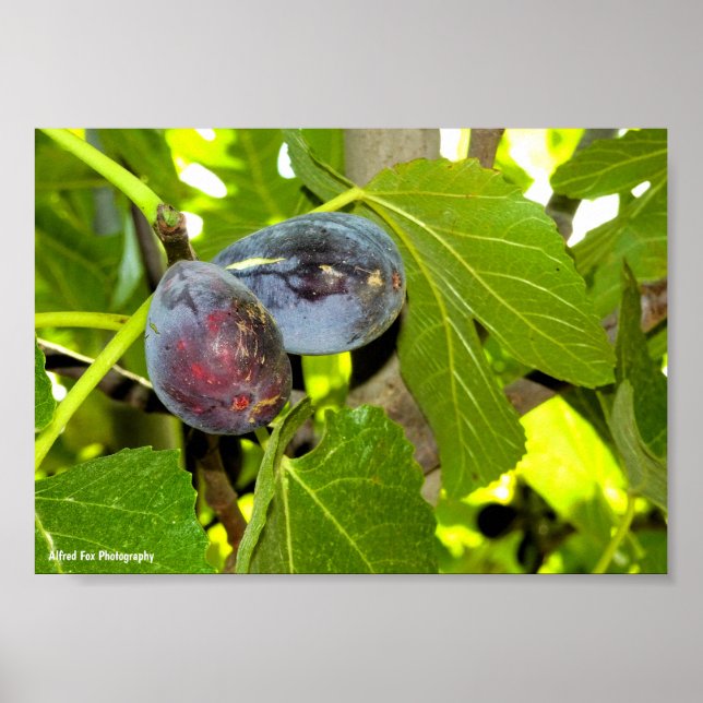 Purple Figs in Tree Poster (Front)