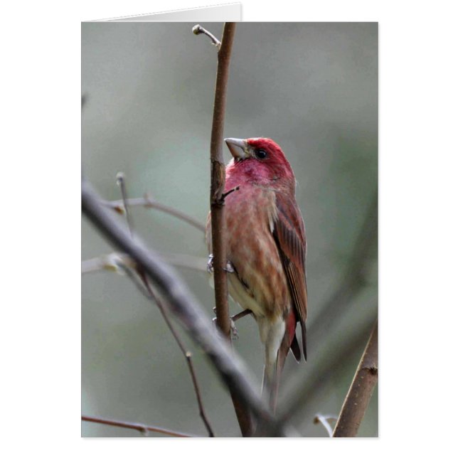 Purple Finch (Front)
