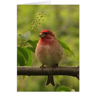 Purple Finch