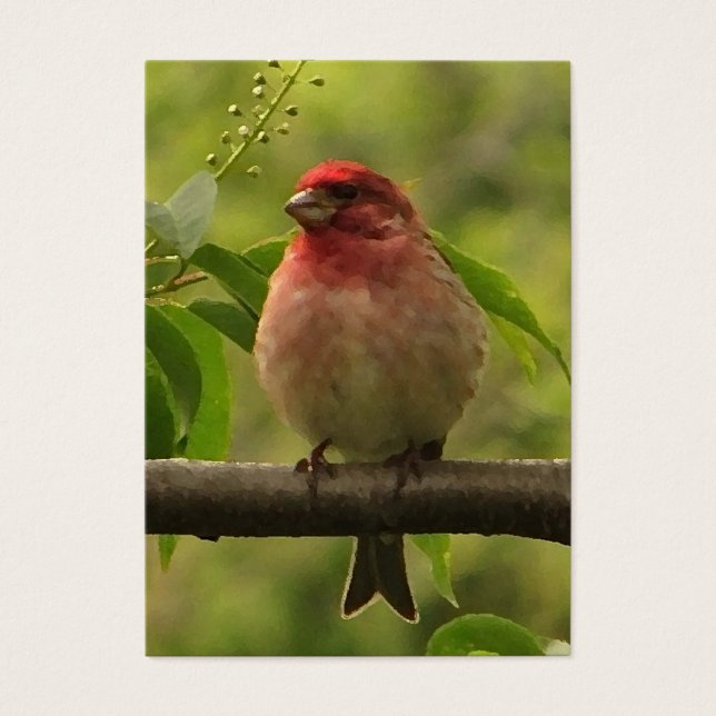 Purple Finch ATC (Front)
