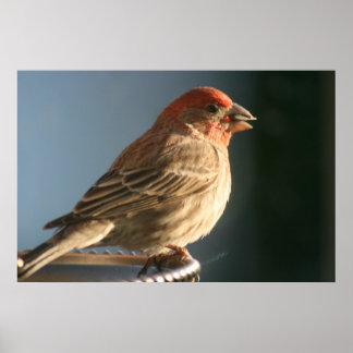 Purple Finch Bird Photo Print