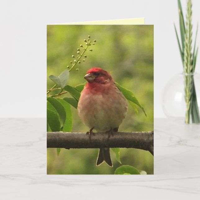 Purple Finch Birthday Card (Front)