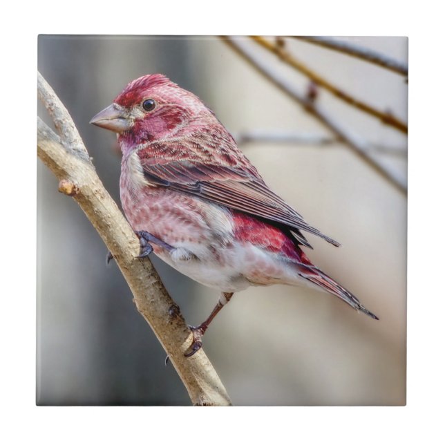 Purple Finch Ceramic Photo Tile (Front)