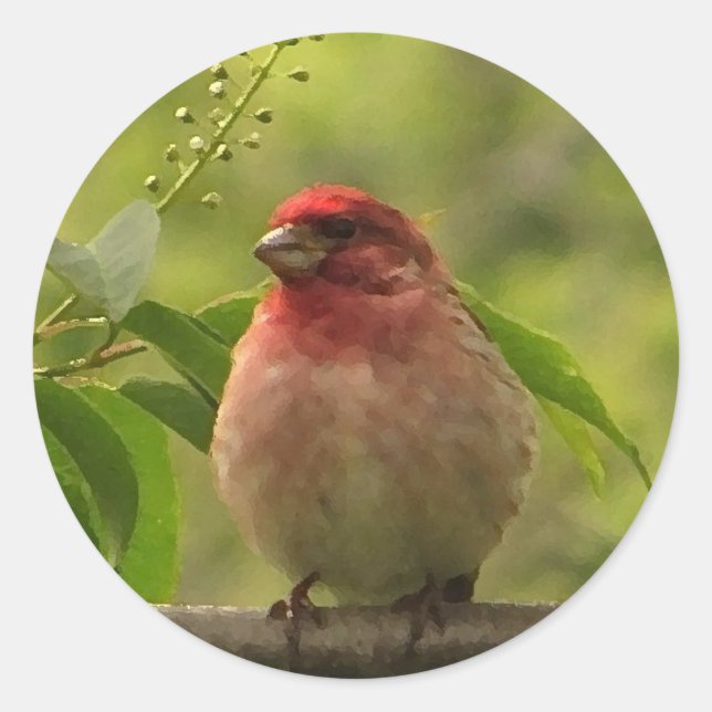 Purple Finch Classic Round Sticker (Front)