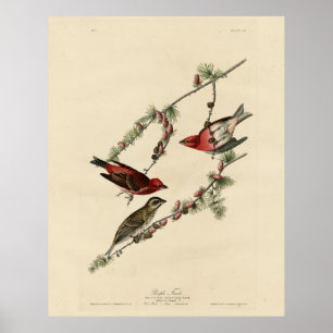 Purple Finch - John J. Audubon's Birds of America Poster