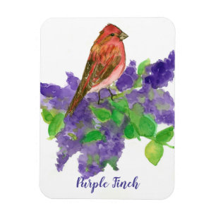 Purple Finch Lilacs Watercolor Flowers Magnet