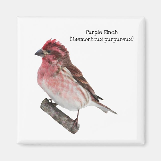 Purple Finch Magnet (Front)