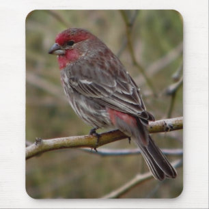 Purple finch magnet mouse mat