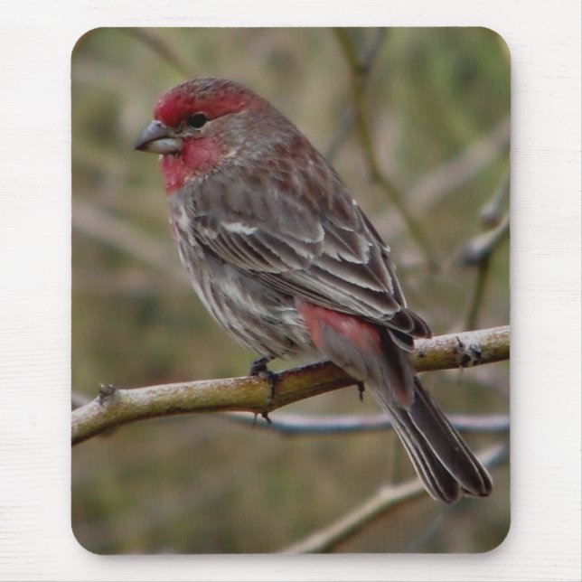 Purple finch magnet mouse mat (Front)