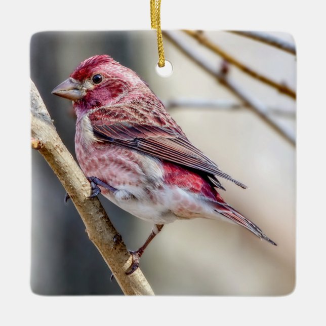 Purple Finch Ornament (Front)