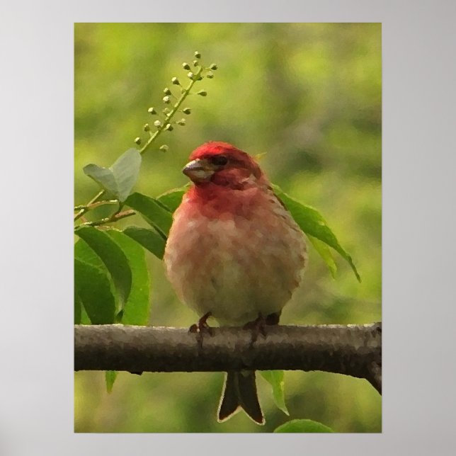 Purple Finch Poster (Front)