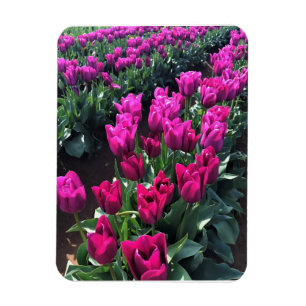 Purple Flag Tulips, Oregon Magnet