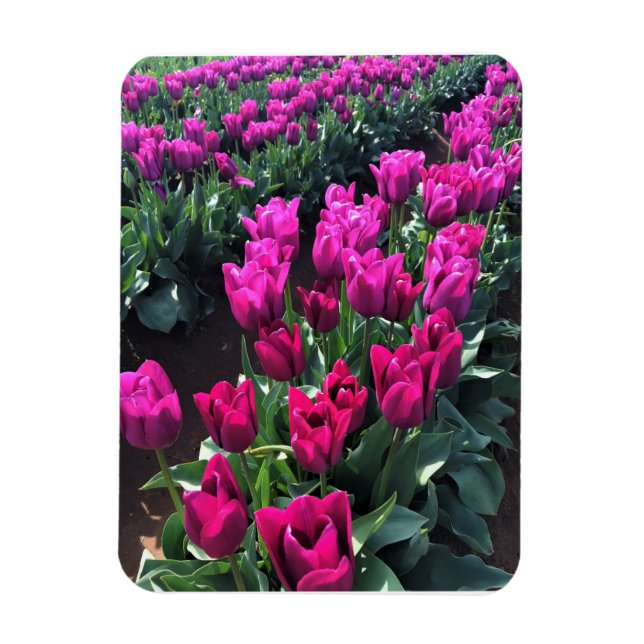 Purple Flag Tulips, Oregon Magnet (Vertical)
