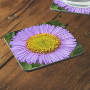Purple Fleabane Daisy Floral Coaster
