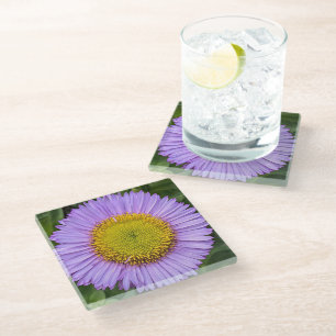 Purple Fleabane Daisy Floral Glass Coaster