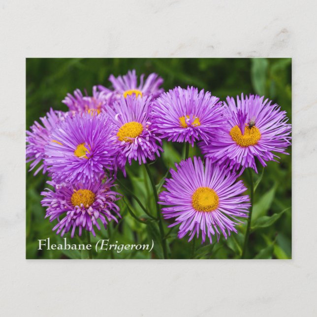 Purple Fleabane (Erigeron) Flowers Postcard (Front)