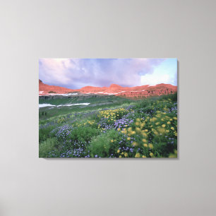 Purple Fleabane (erigeron peregrinus) and Yellow Canvas Print