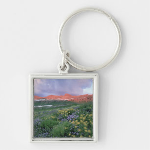 Purple Fleabane (erigeron peregrinus) and Yellow Key Ring