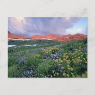 Purple Fleabane (erigeron peregrinus) and Yellow Postcard