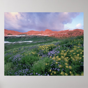 Purple Fleabane (erigeron peregrinus) and Yellow Poster