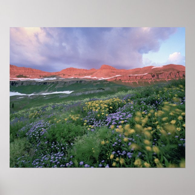 Purple Fleabane (erigeron peregrinus) and Yellow Poster (Front)
