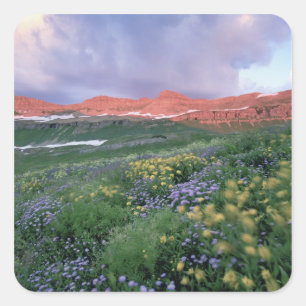 Purple Fleabane (erigeron peregrinus) and Yellow Square Sticker
