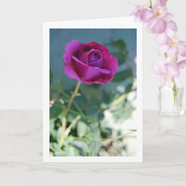 Purple Floral Garden Rose Card (Orchid)