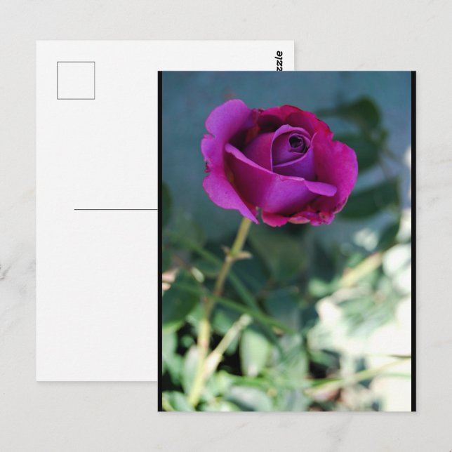 Purple Floral Rose Postcard (Front/Back)