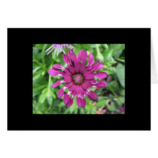 Purple Flower