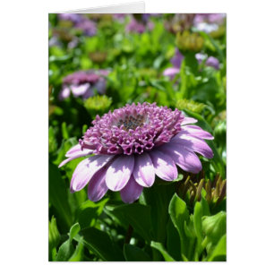 Purple Flower