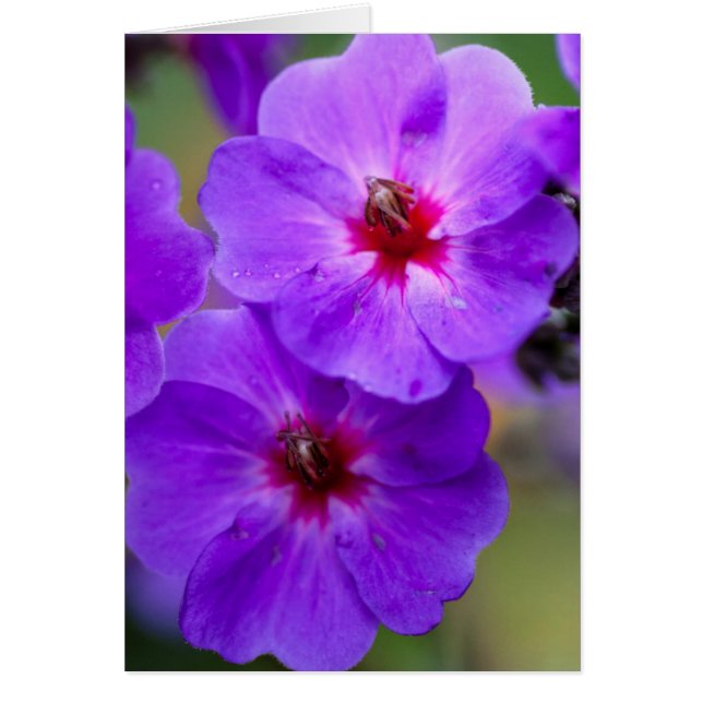 Purple flower (Front)