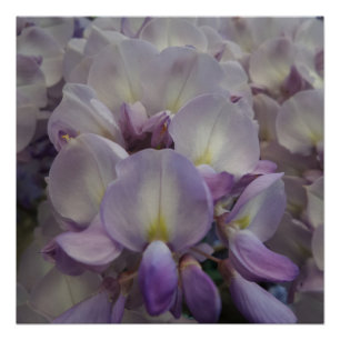 Purple Flower 20" x 20",Poster Paper,Semi-Gloss Poster