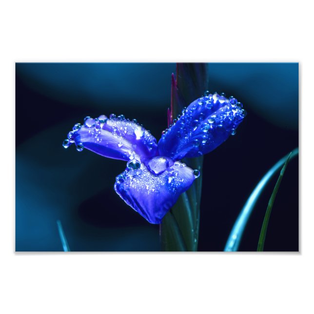 Purple Flower after Spring Rain Photo Print (Front)