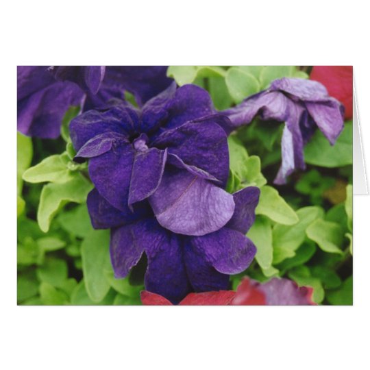 Purple Flower Card