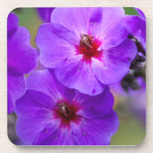 Purple flower coaster