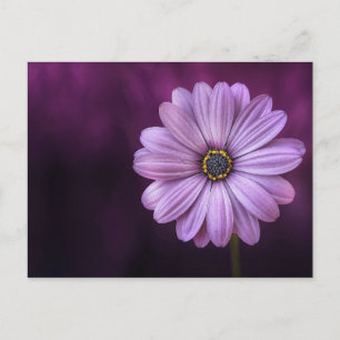 Purple Flower in Bloom Postcard