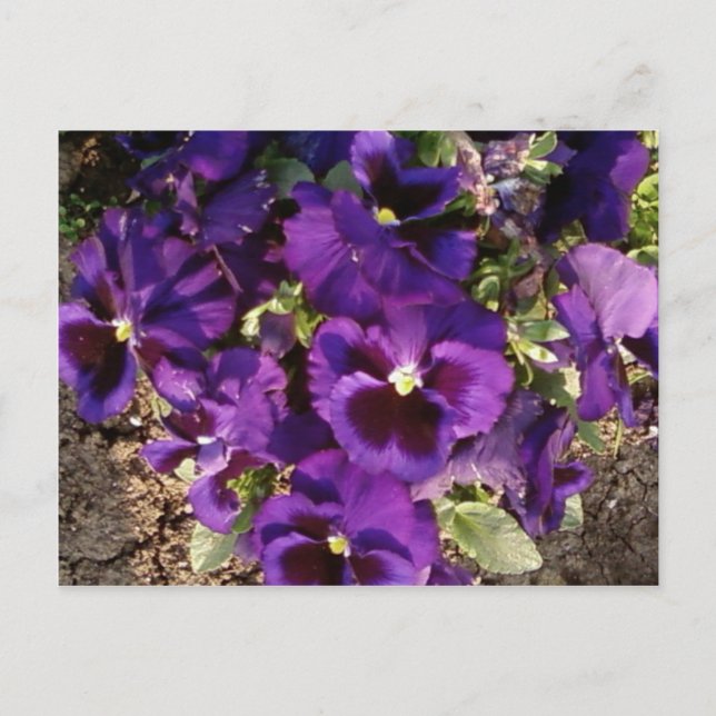 Purple Flower In Park Postcard (Front)