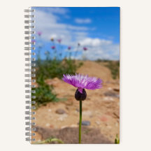 Purple flower of Armenia Summer