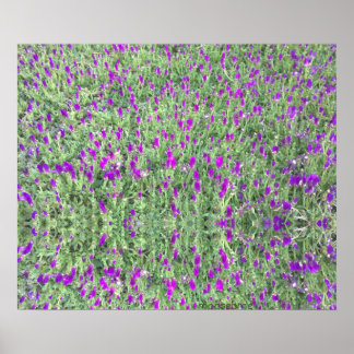 Purple Flower Patch 24x20 Reflection Print
