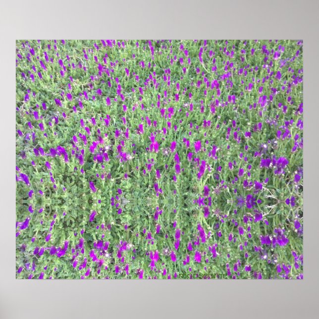 Purple Flower Patch 24x20 Reflection Print (Front)