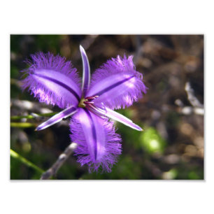 Purple Flower Photo Print