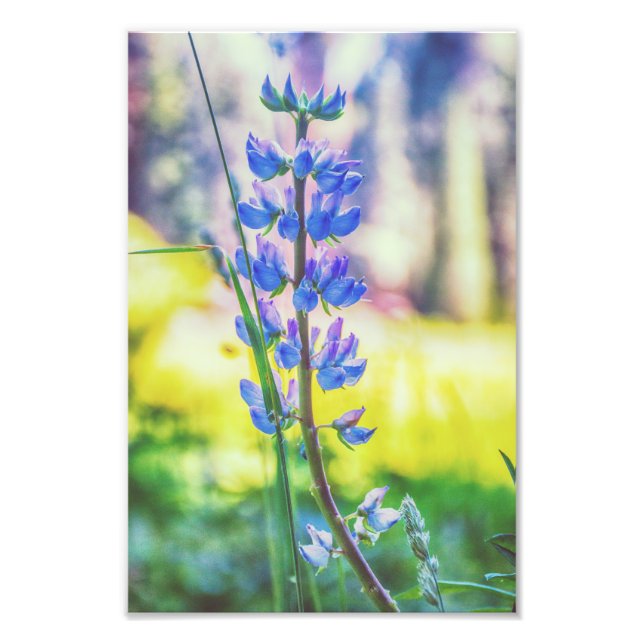 Purple Flower | Photo Print (Front)