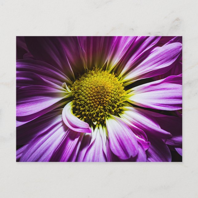 Purple Flower Post Card (Front)