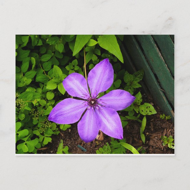 Purple flower postcard (Front)