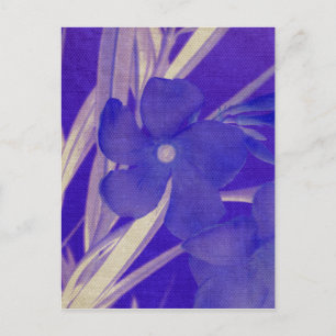 Purple Flower Postcard