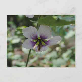 Purple Flower Postcard