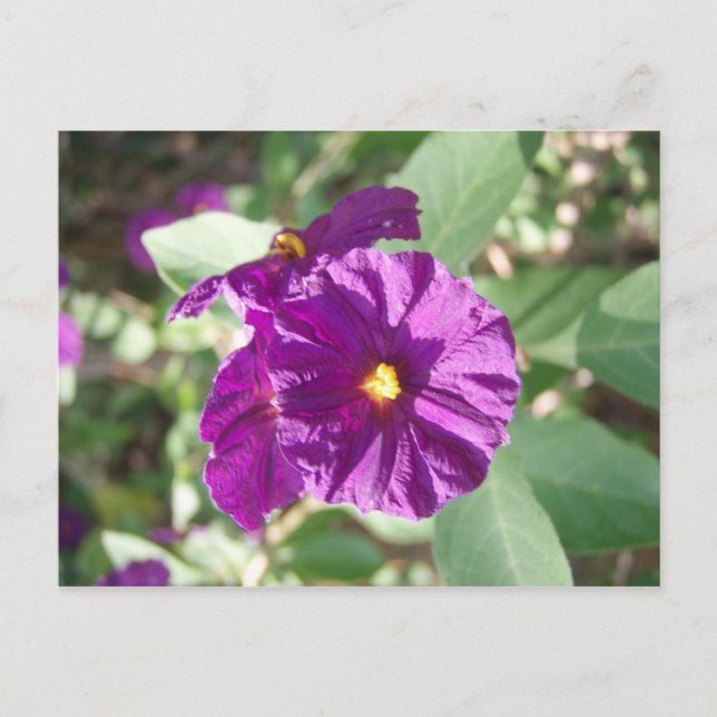 Purple flower postcard (Front)