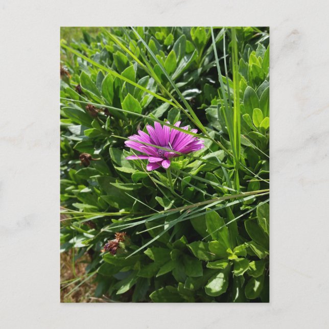 Purple Flower Postcard (Front)
