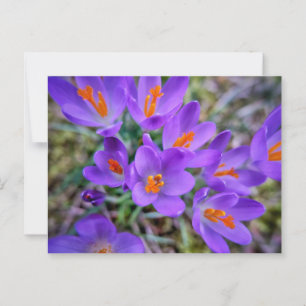 Purple Flower Postcard