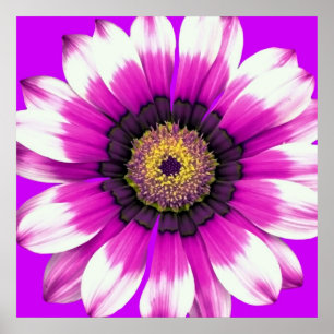 Purple Flower Poster